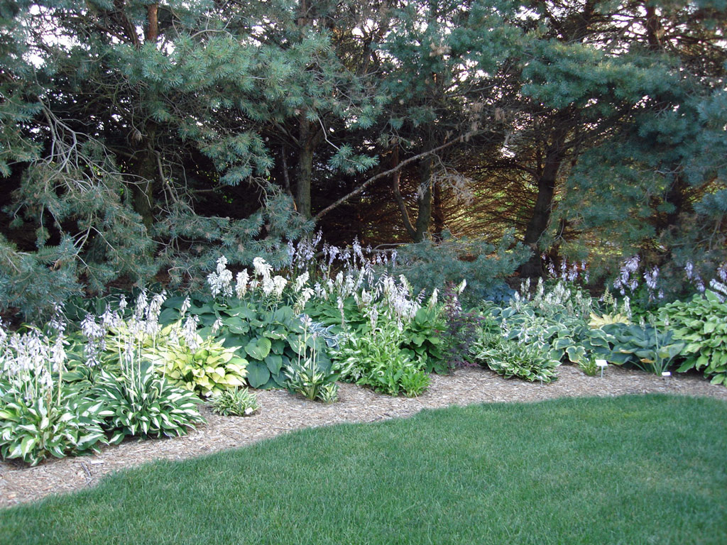 Hostas, Perennial Plant Peddler