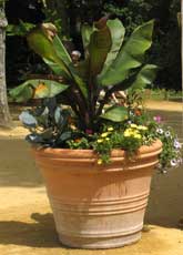 Terracotta planter