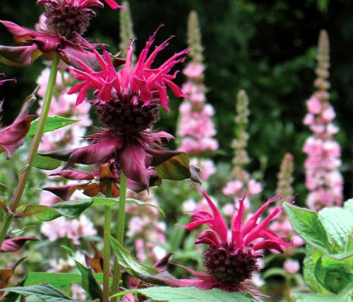 John Frater, Plantforms, Scotland
