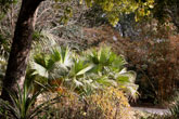 Indian planting design