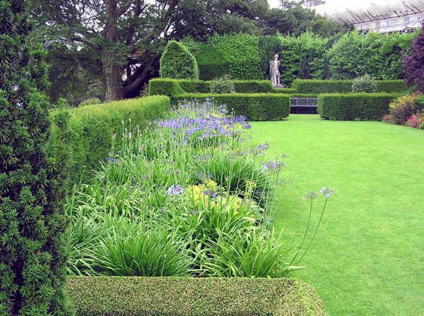 Agapanthus, Plas Newydd Garden