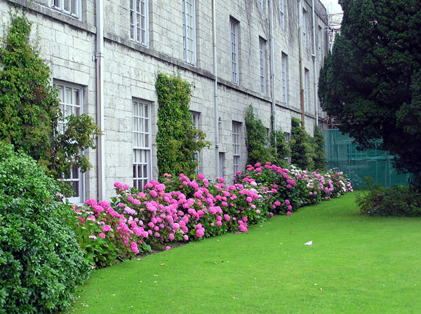 Hydrangeas, Plas Newydd Garden
