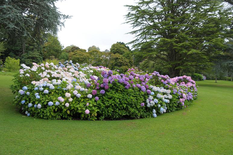 Plas Newydd Garden, Summer