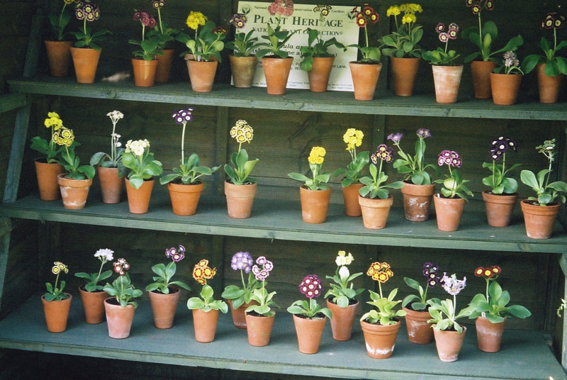 Auricula Theatre, Pops Plants