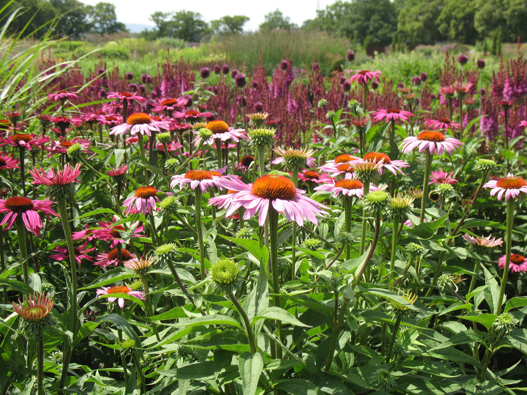 Prairie Garden, West Sussex