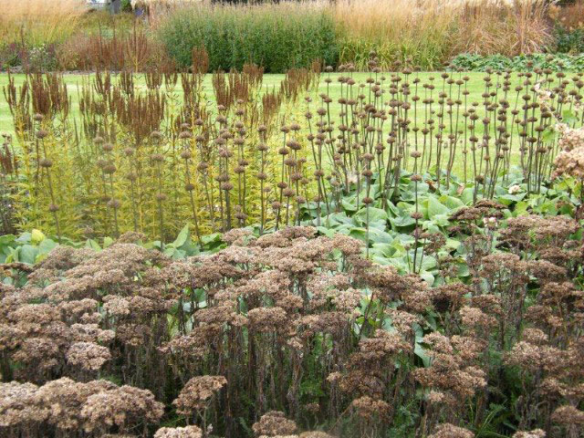 Veronicastrum phlomis and achillea