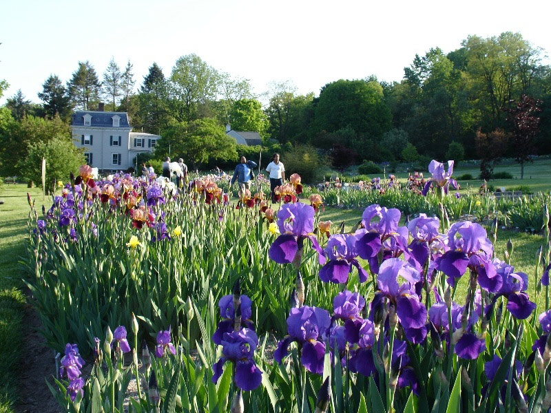 Presby Iris Gardens