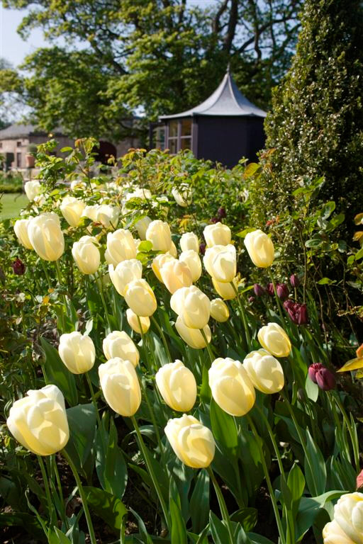 Tulips, Prestonfield