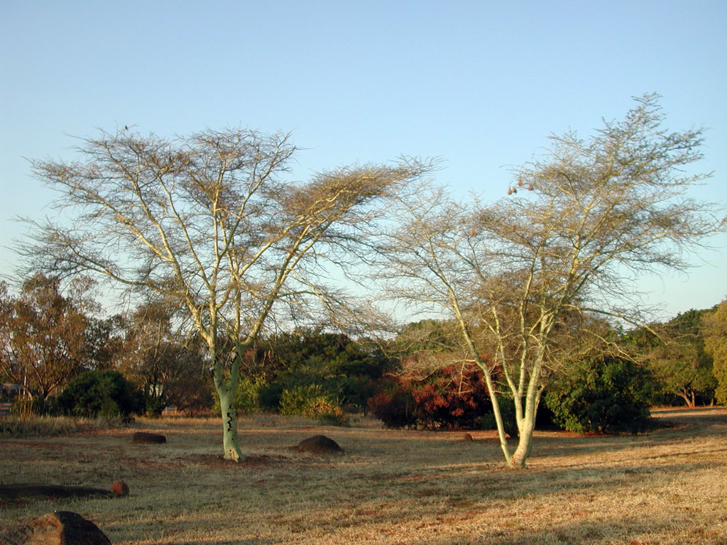 Pretoria National Botanic Garden, South Africa