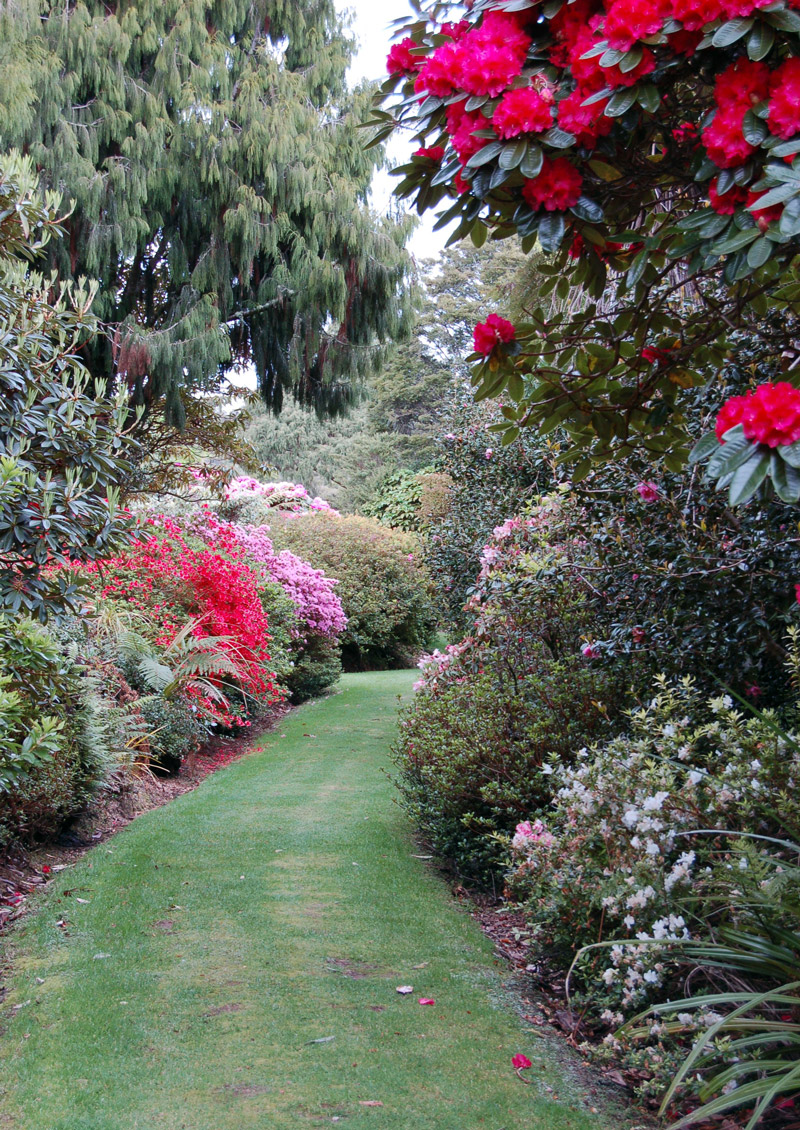 Pukeiti Rhododendron Trust, New Zealand