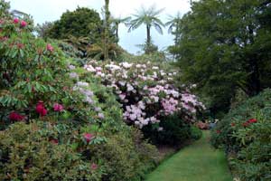Pukeiti rhododendron trust
