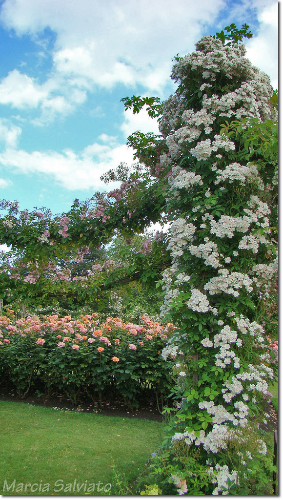 Queen Mary's Rose Garden Marcia Salviato
