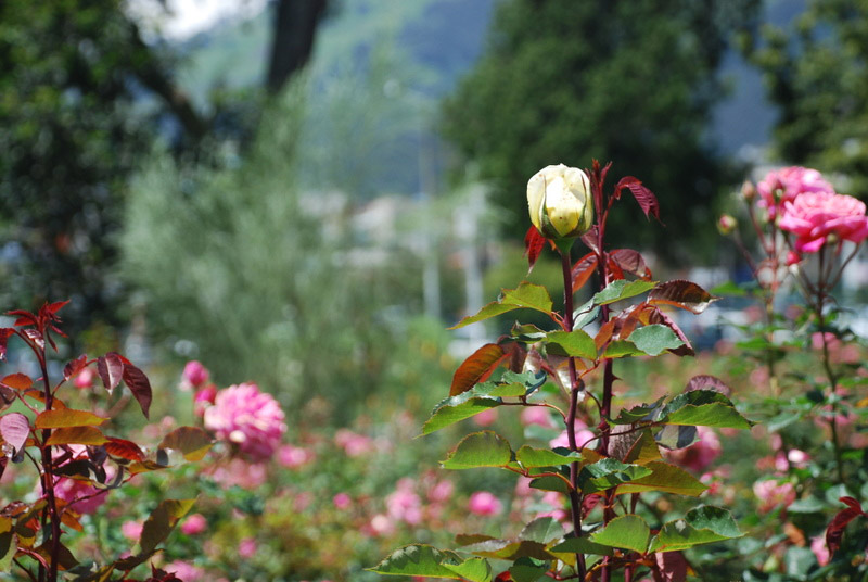 Rose Garden, Quito Botanical Gardens