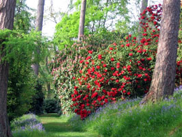 Ramster garden