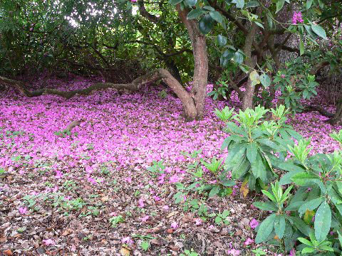 Ramster Garden, May 2009