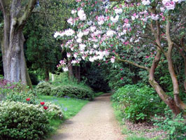 Ramster rhododendrons