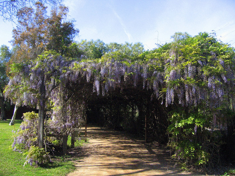 Wisteria, Rancho Los Alamitos Garden