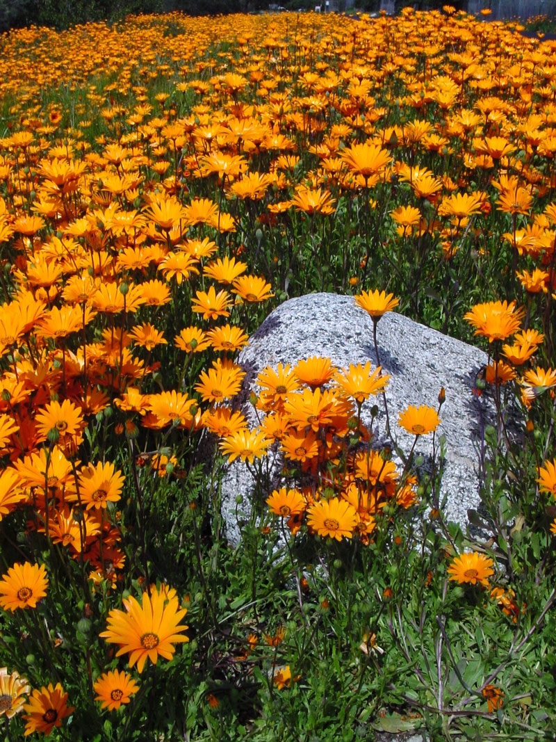 Rancho Santa Ana Garden, CA