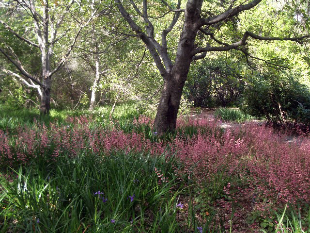 Rancho Santa Ana Botanic Garden, California