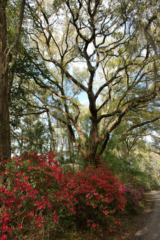 Ravine Gardens State Park, Florida
