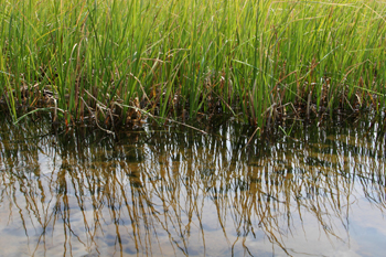 Reeds by the river