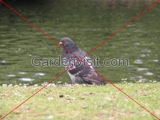 Regents Park Pigeon