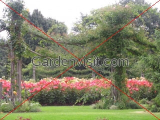 Regents Park Rose Garden