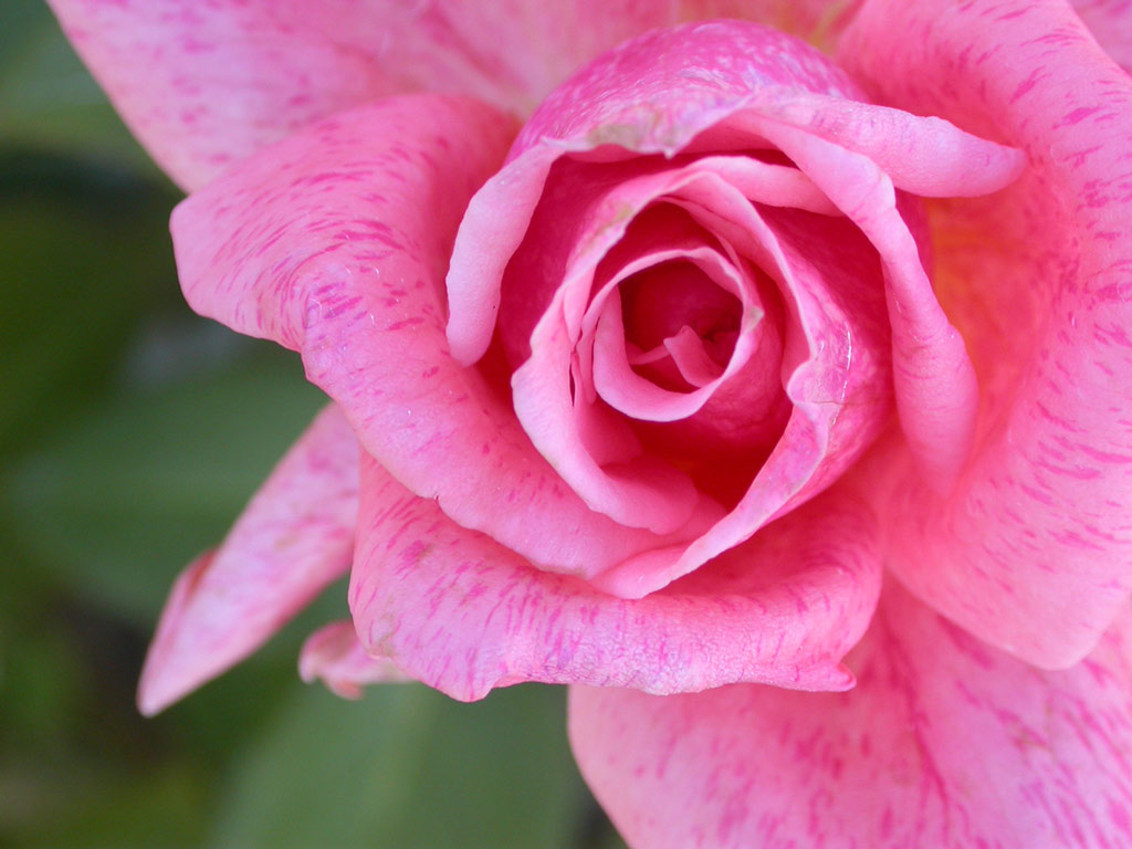 Buck Rose, Reiman Gardens