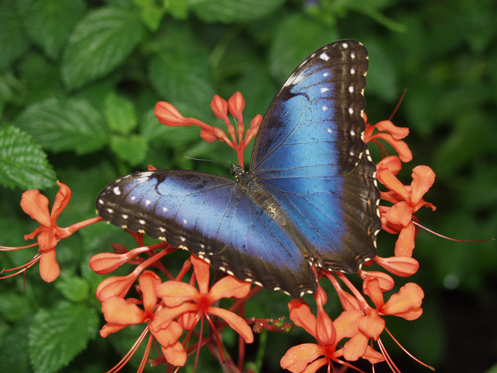 Blue Morpho Butterfly