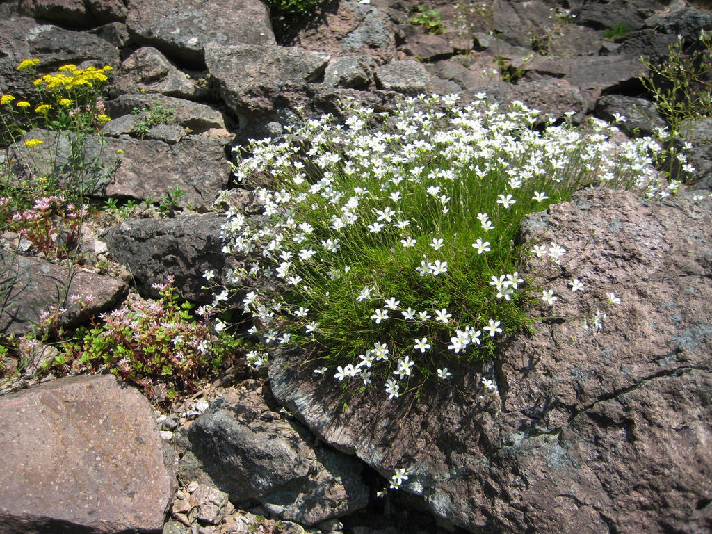 Rennsteiggarten, Oberhof mjk23
