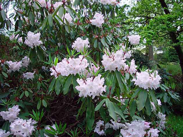 R. loderi King George, Dunge Valley Rhododendron Gardens