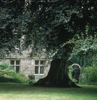 Copper Beech at Riber Hall Hotel