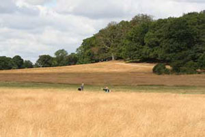 Richmond park