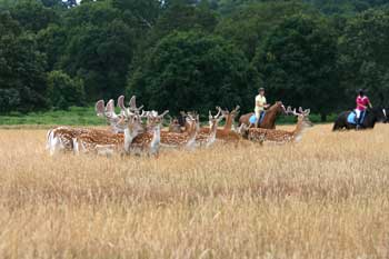 Richmond Park