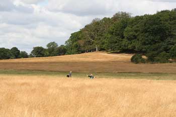 Richmond Park