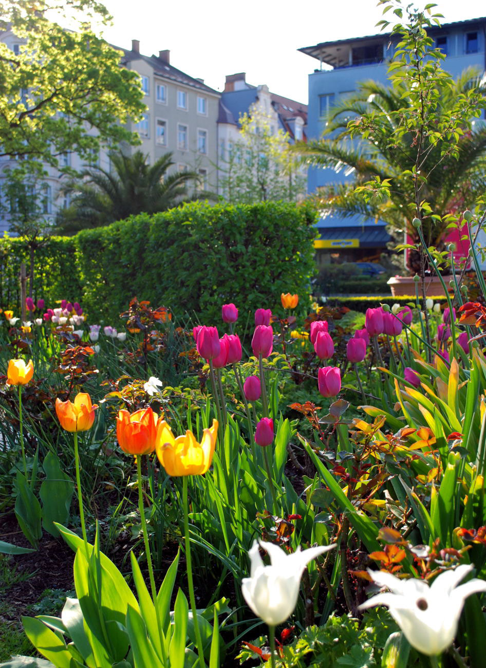 Tulips, Riedergarten
