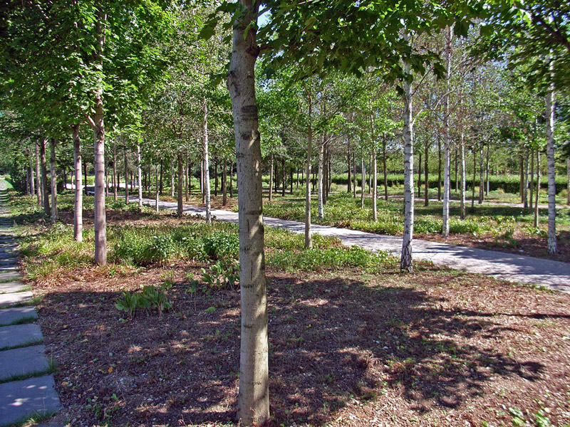 Trees, Riemer Park