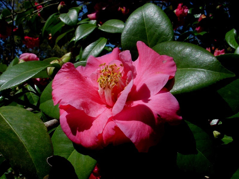 Camellia, Rip Van Winkle Gardens