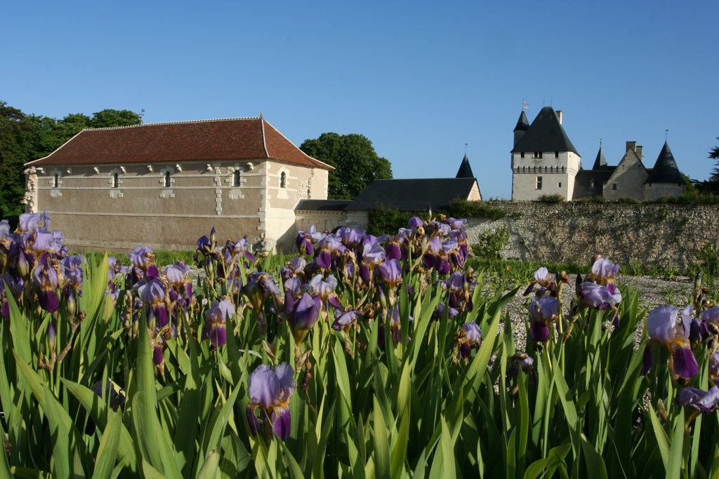 Iris Germanica, Chateau de Rivau