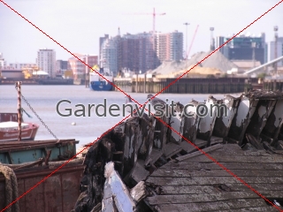 River Thames Pigeons