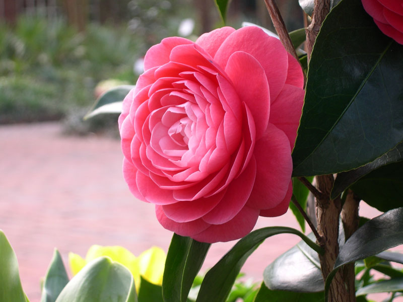 Camellia, Riverbanks Garden