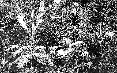 Illustrations on CD edition of Garden Visit and Travel Guide - see www.gardenvisit.com/order_form.htm