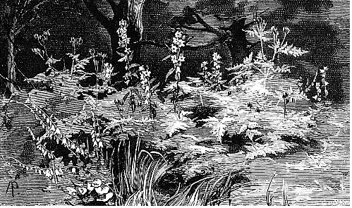 Illustrations on CD edition of Garden Visit and Travel Guide - see www.gardenvisit.com/order_form.htm