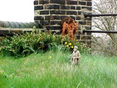 Roof garden in spring