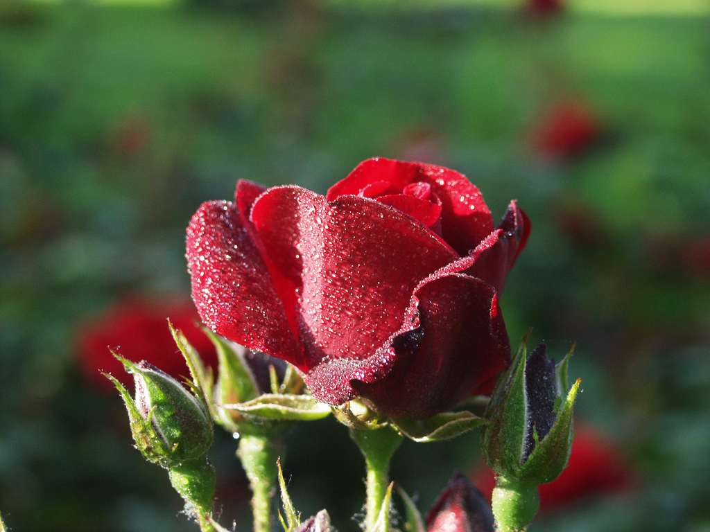 Rosarium Uetersen Frank