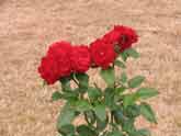 Look to the rose