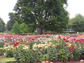 Rose garden planting design