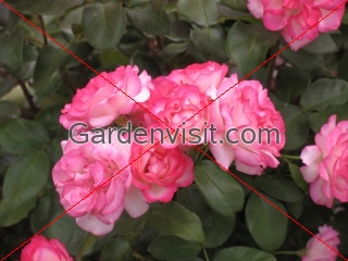 Rose Hannah Gordon
