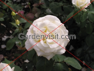 Rose Ice Cream