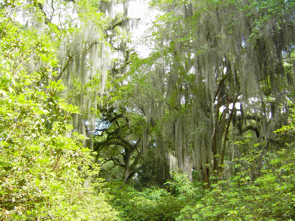Rosedown Plantation